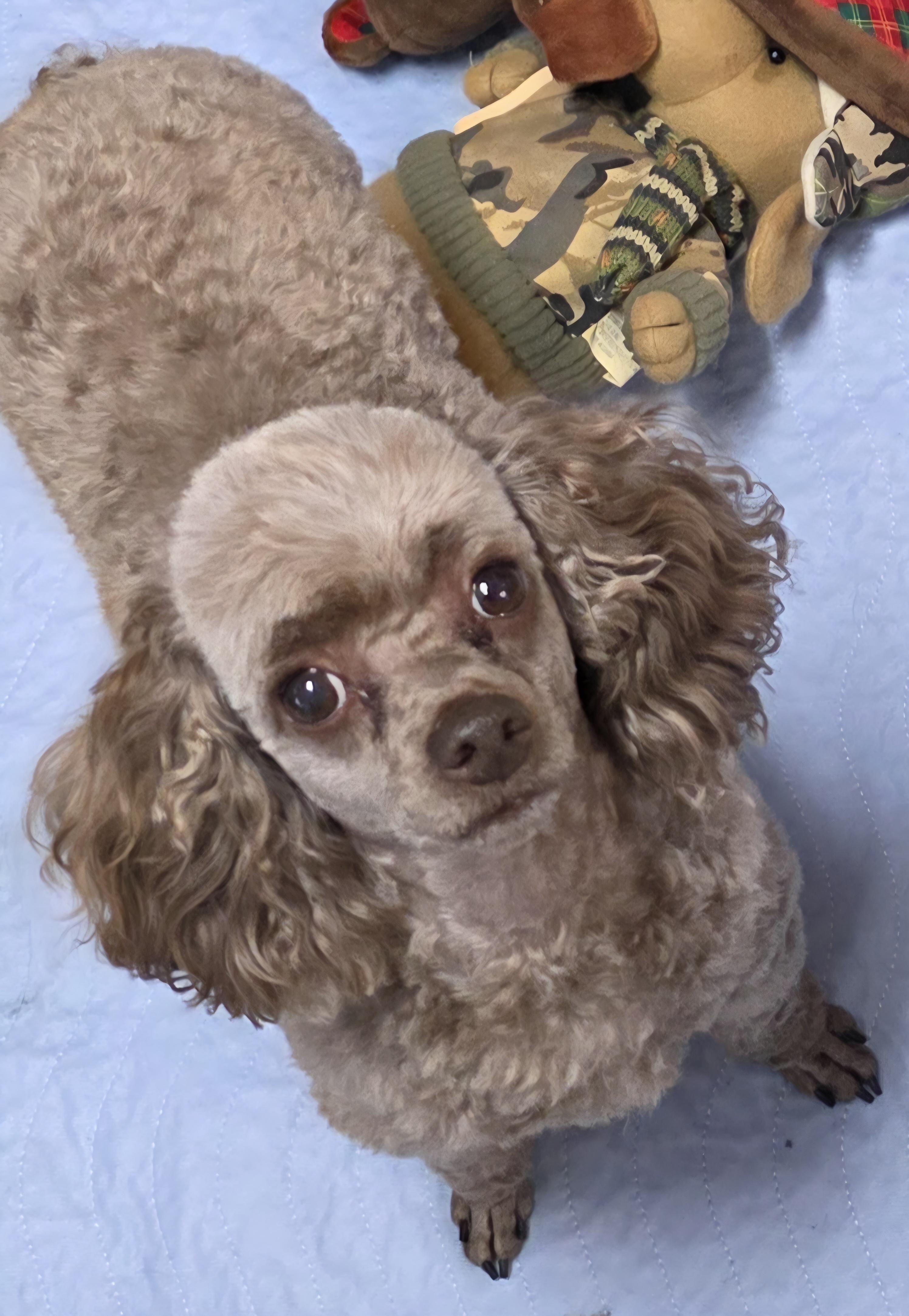 Enlarge Gunner, a Adoptable Poodle (Toy) in Momence, IL image 1/1