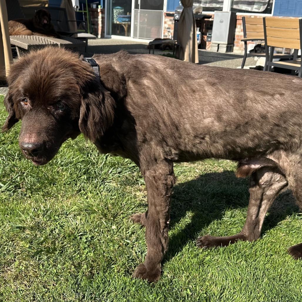 teddy, Adoptable, Senior Male Newfoundland Dog.