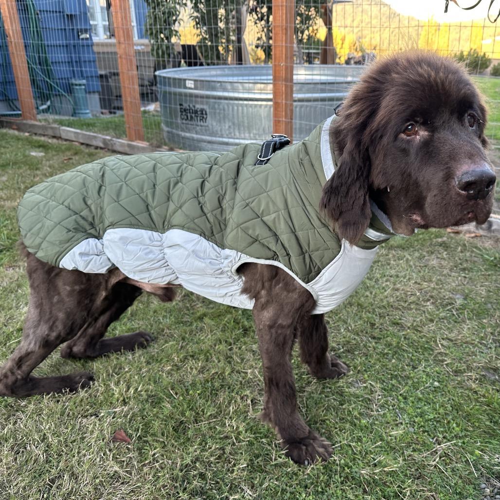 Enlarge teddy, a Adoptable Newfoundland Dog in Bellingham, WA image 2/2