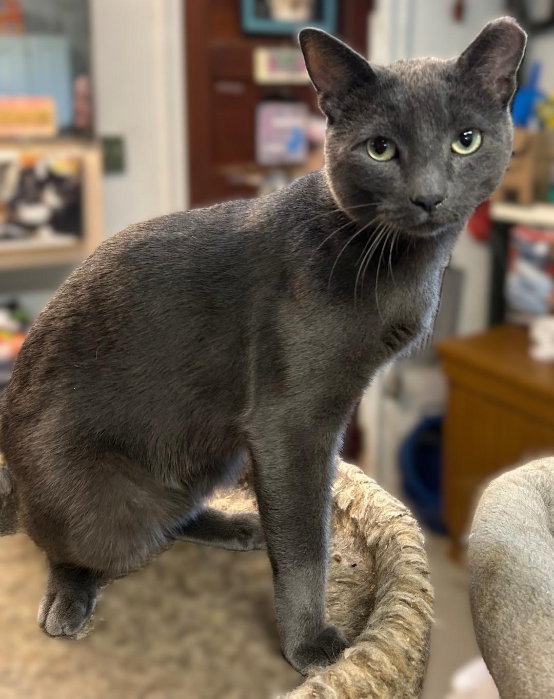 Maverick , ADOPTABLE, Adult Male Domestic Short Hair.