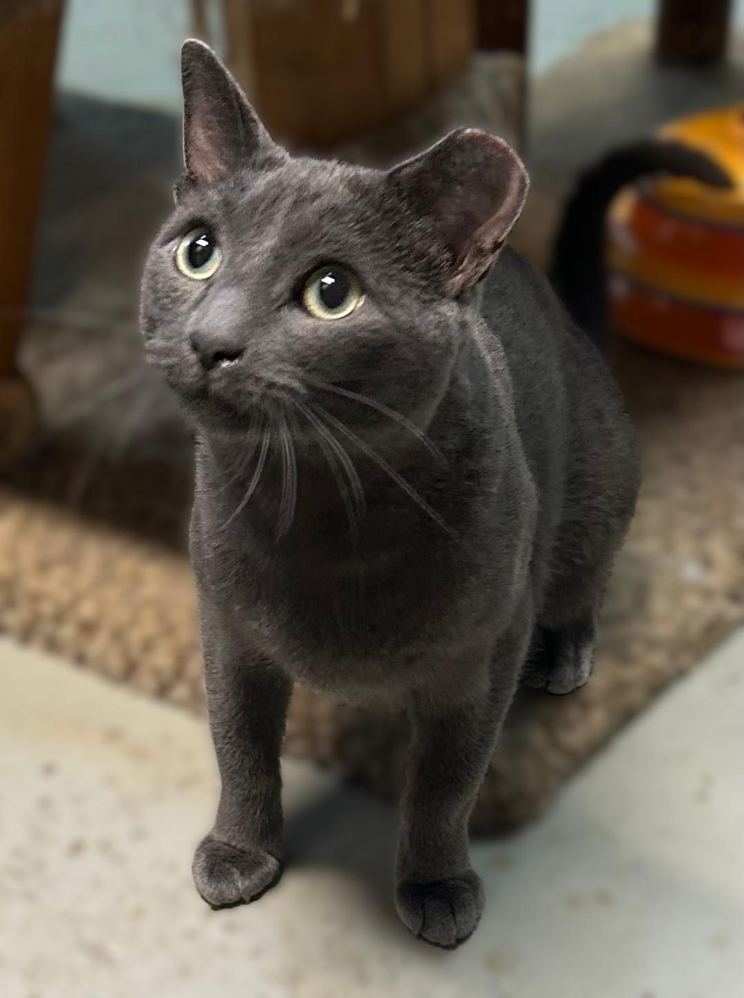 Enlarge Maverick , a ADOPTABLE Domestic Short Hair in Pottstown, PA image 2/3