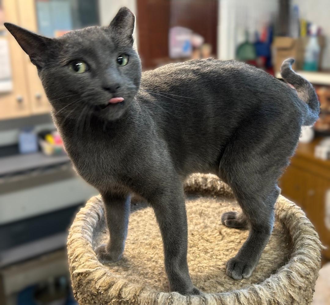 Enlarge Maverick , a ADOPTABLE Domestic Short Hair in Pottstown, PA image 3/3
