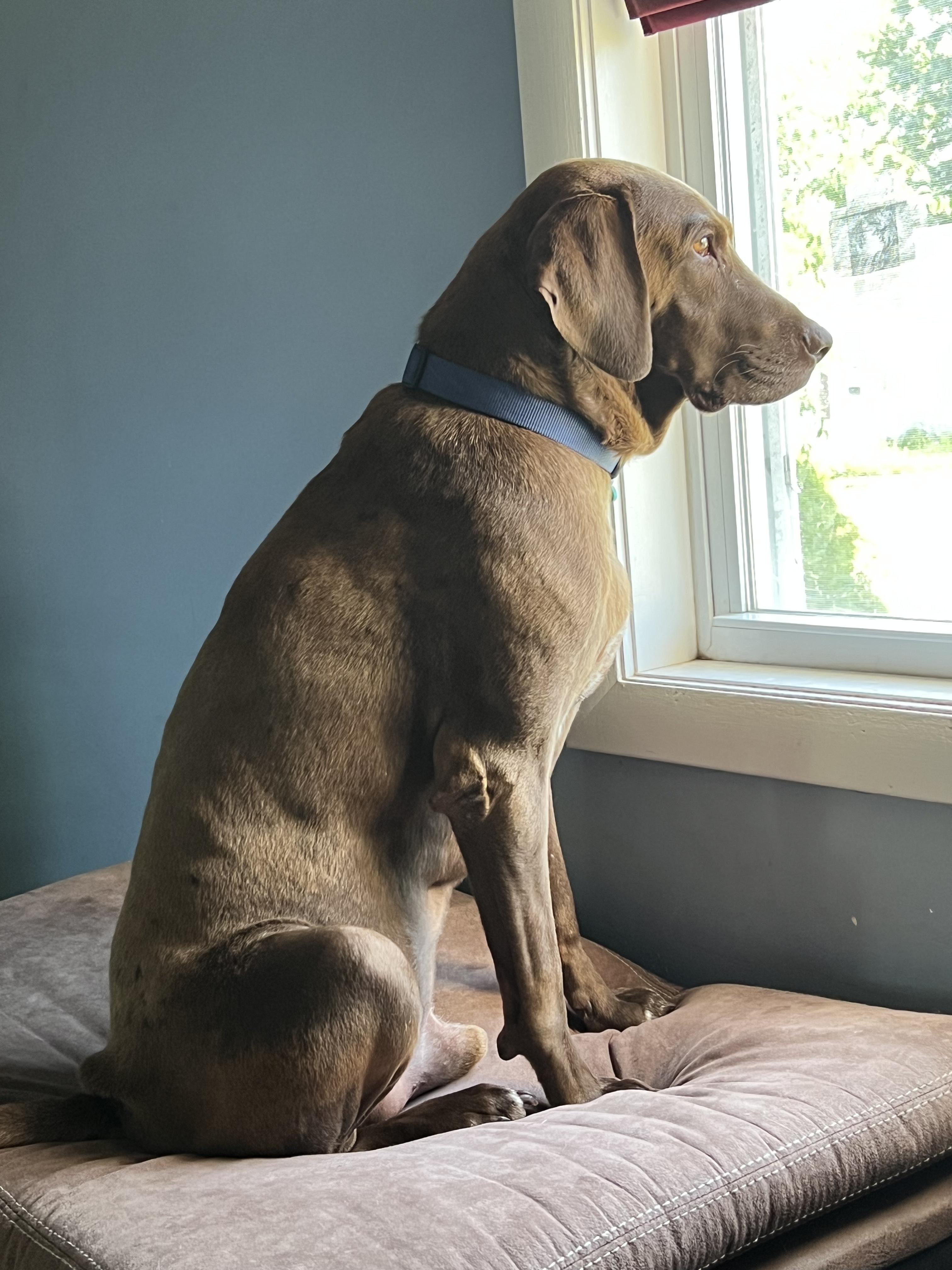 Enlarge Morgan- In CT, an adoptable mixed breed in Willington, CT image 1/6