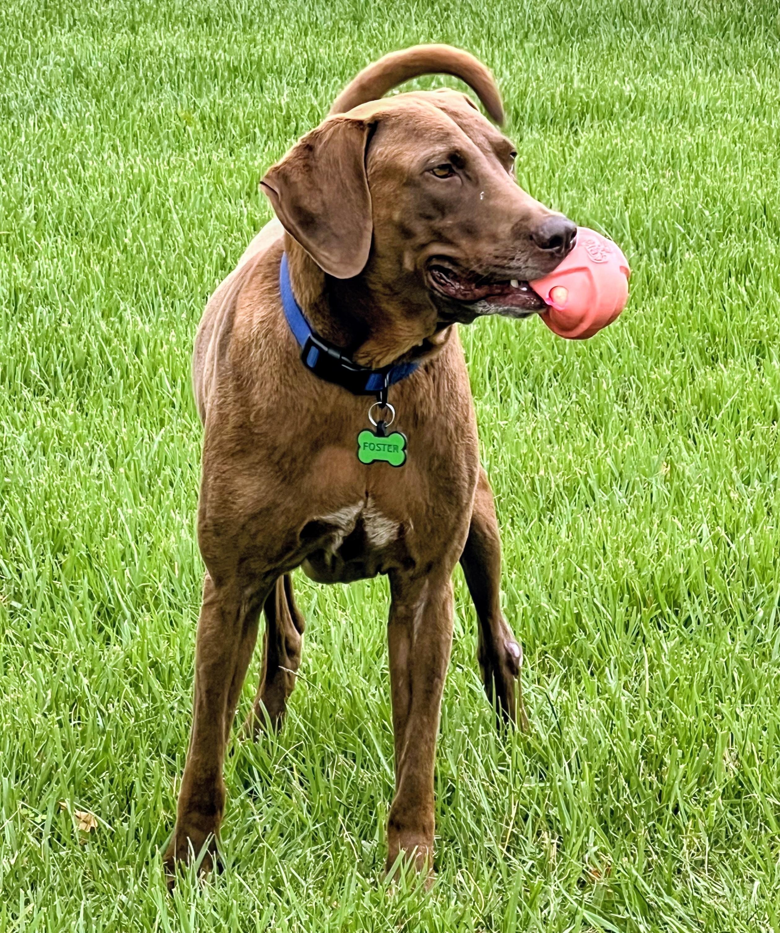 Enlarge Morgan- In CT, an adoptable mixed breed in Willington, CT image 2/6