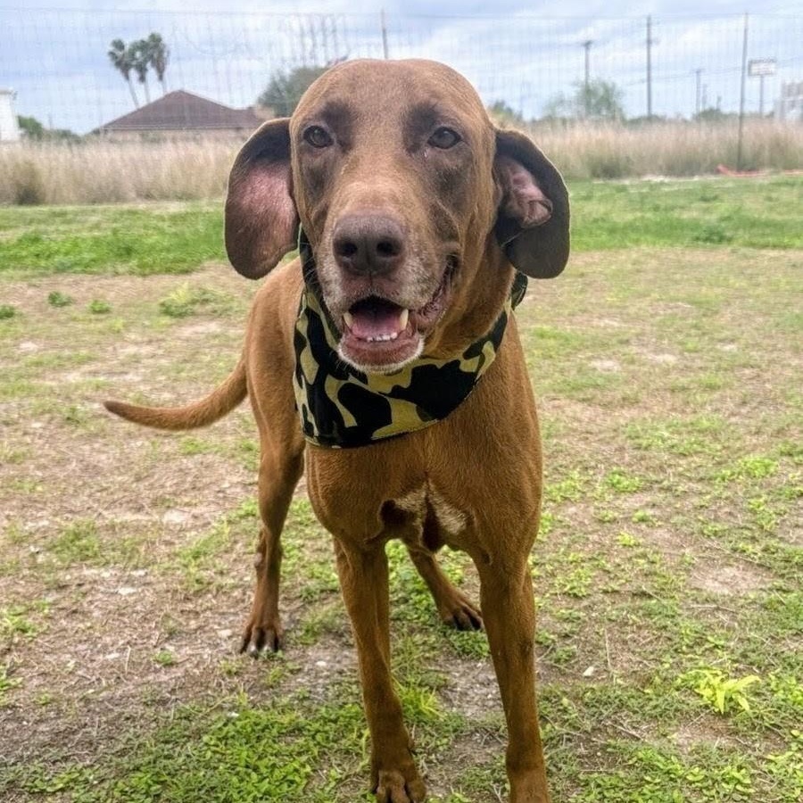 Morgan, an adoptable mixed breed in Willington, CT image 5/6