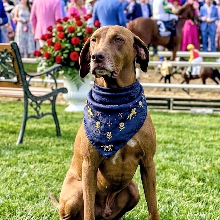 Morgan, an adoptable mixed breed in Willington, CT image 4/6