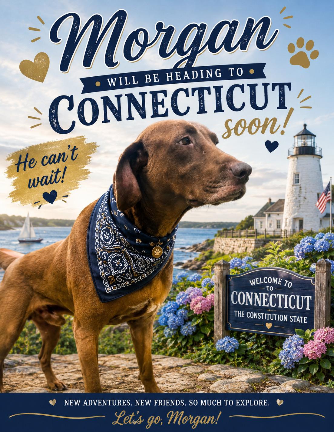 Morgan, adoptable, Adult Male Chocolate Labrador Retriever.