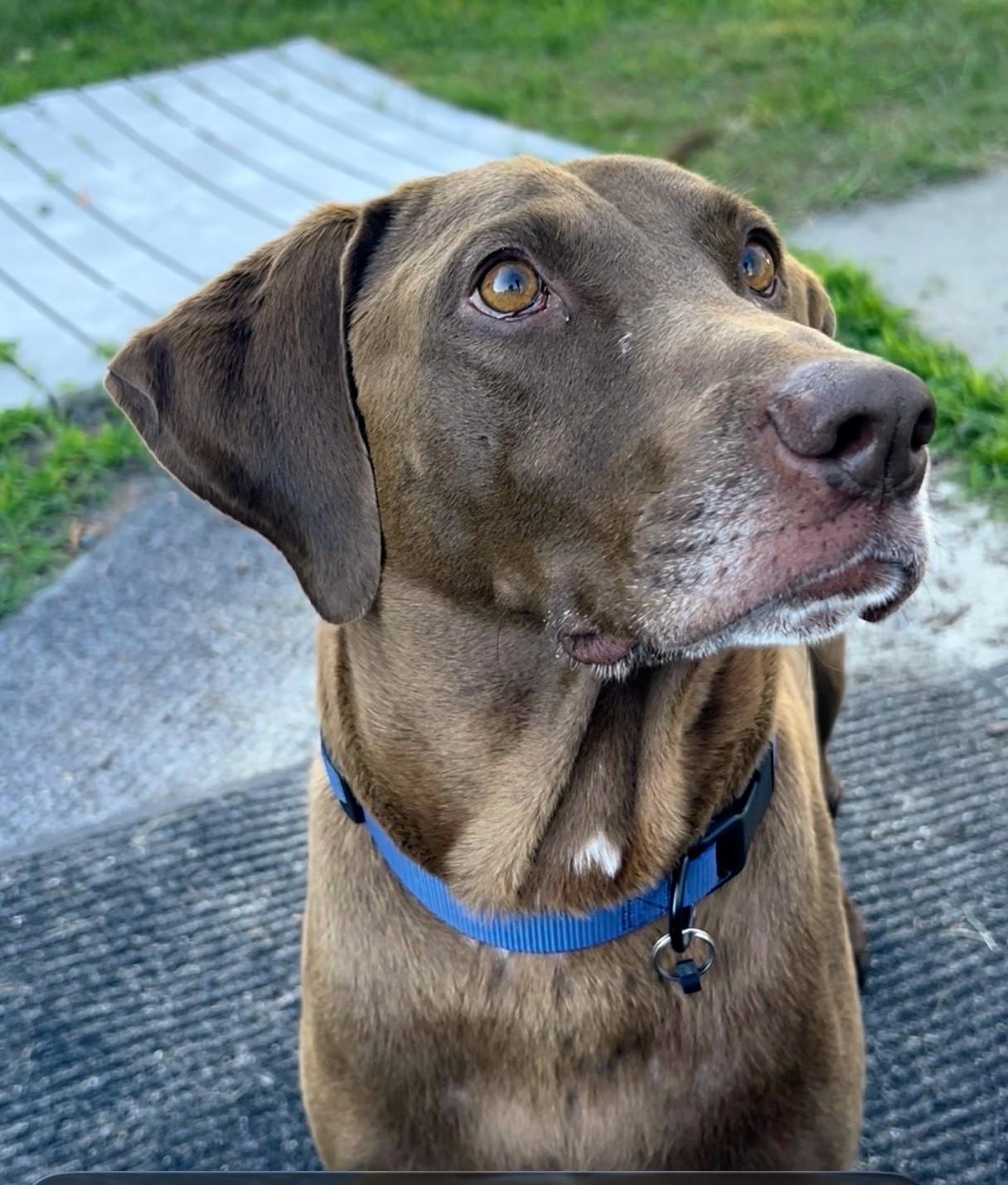 Enlarge Morgan- In CT, an adoptable mixed breed in Willington, CT image 3/6