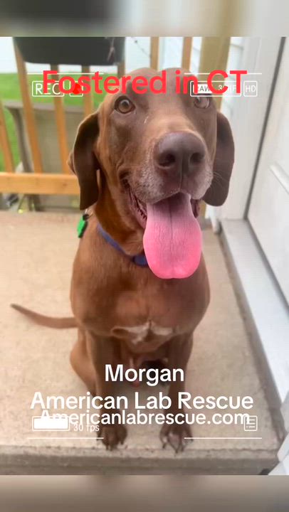 Enlarge Morgan- In CT, an adoptable mixed breed in Willington, CT video 6/6