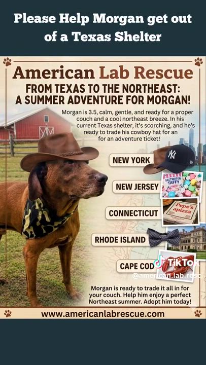 Enlarge Morgan, an adoptable mixed breed in Willington, CT video 6/6