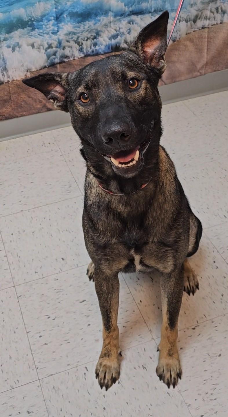 Ziggy, Adoptable, Adult Male Belgian Shepherd / Malinois & German Shepherd Dog.