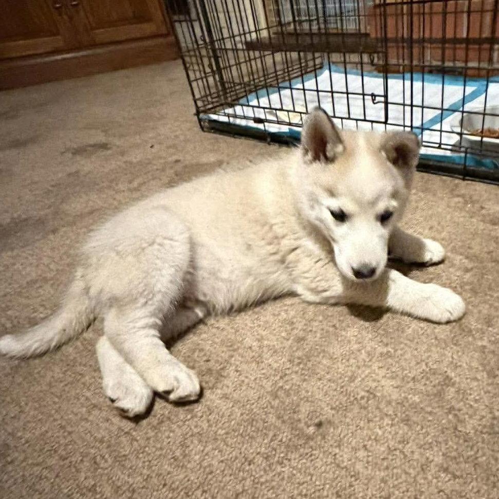 Chewbacca, Adoptable, Puppy Male Husky.