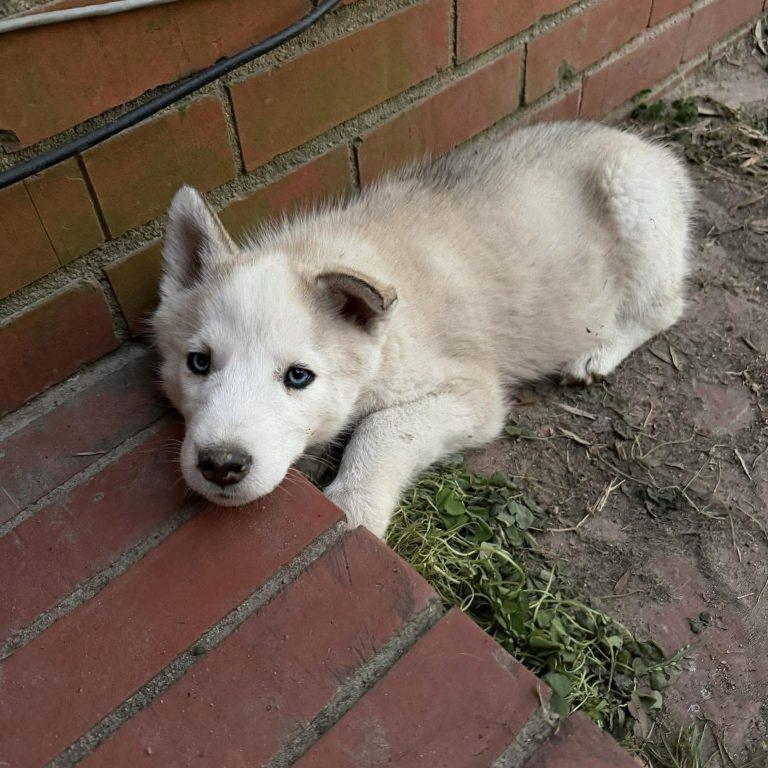 Enlarge Chewbacca, a Adoptable Husky in Hillsborough , NC image 2/3