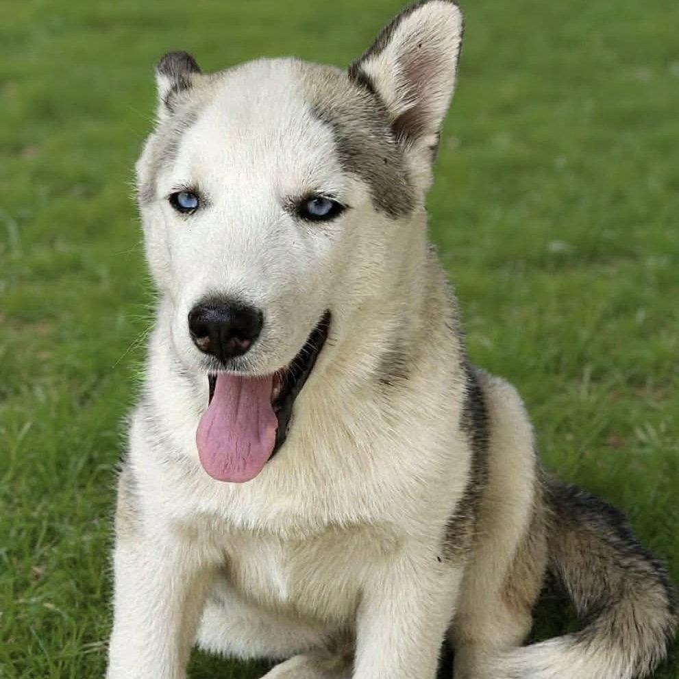 Chewbacca, Adoptable, Puppy Male Husky.