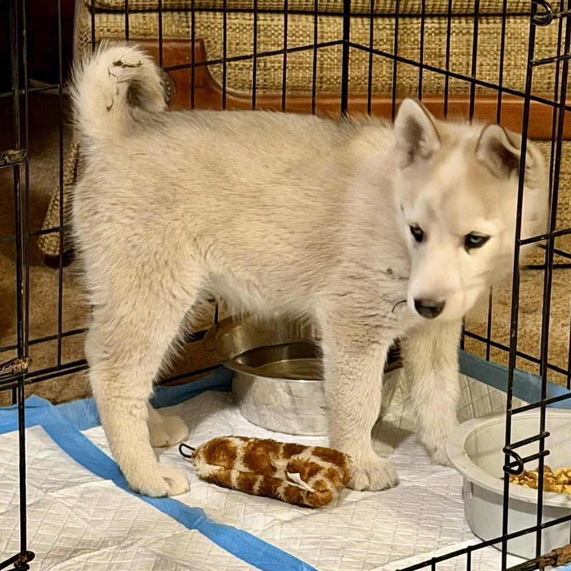 Enlarge Chewbacca, a Adoptable Husky in Hillsborough , NC image 3/3