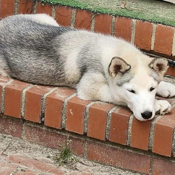 Enlarge Chewbacca, a Adoptable Husky in Hillsborough , NC image 2/3