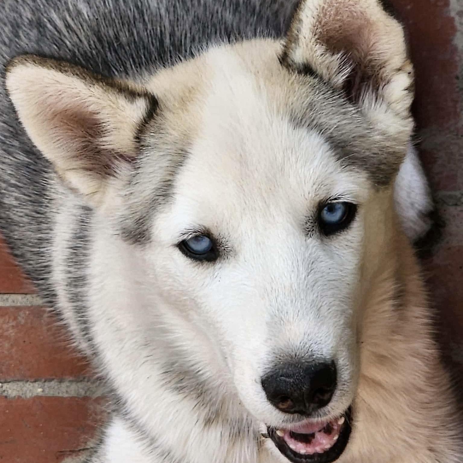 Enlarge Chewbacca, a Adoptable Husky in Hillsborough , NC image 3/3