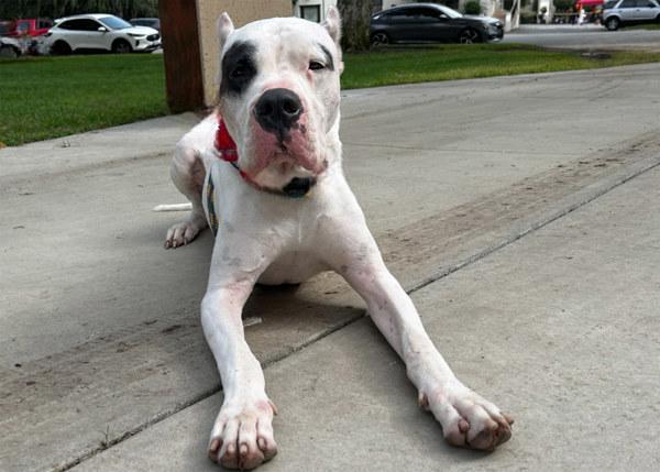 Enlarge Aurelio, a Adoptable mixed breed in San Gabriel, CA image 2/6