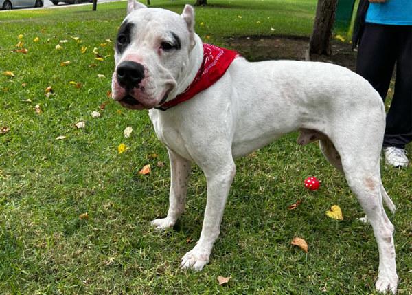 Enlarge Aurelio, a Adoptable mixed breed in San Gabriel, CA image 3/6