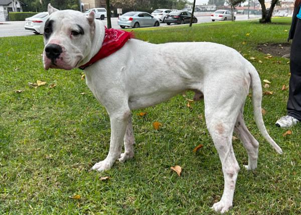 Enlarge Aurelio, a Adoptable mixed breed in San Gabriel, CA image 4/6