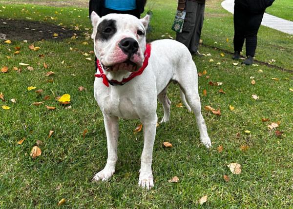 Enlarge Aurelio, a Adoptable mixed breed in San Gabriel, CA image 5/6