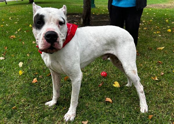 Enlarge Aurelio, a Adoptable mixed breed in San Gabriel, CA image 6/6