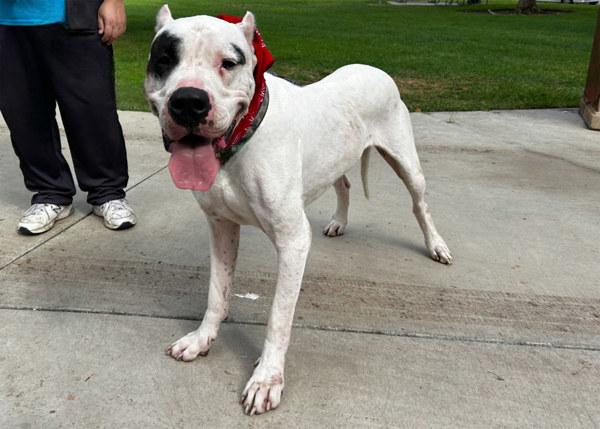 Enlarge Aurelio, a Adoptable mixed breed in San Gabriel, CA image 6/6