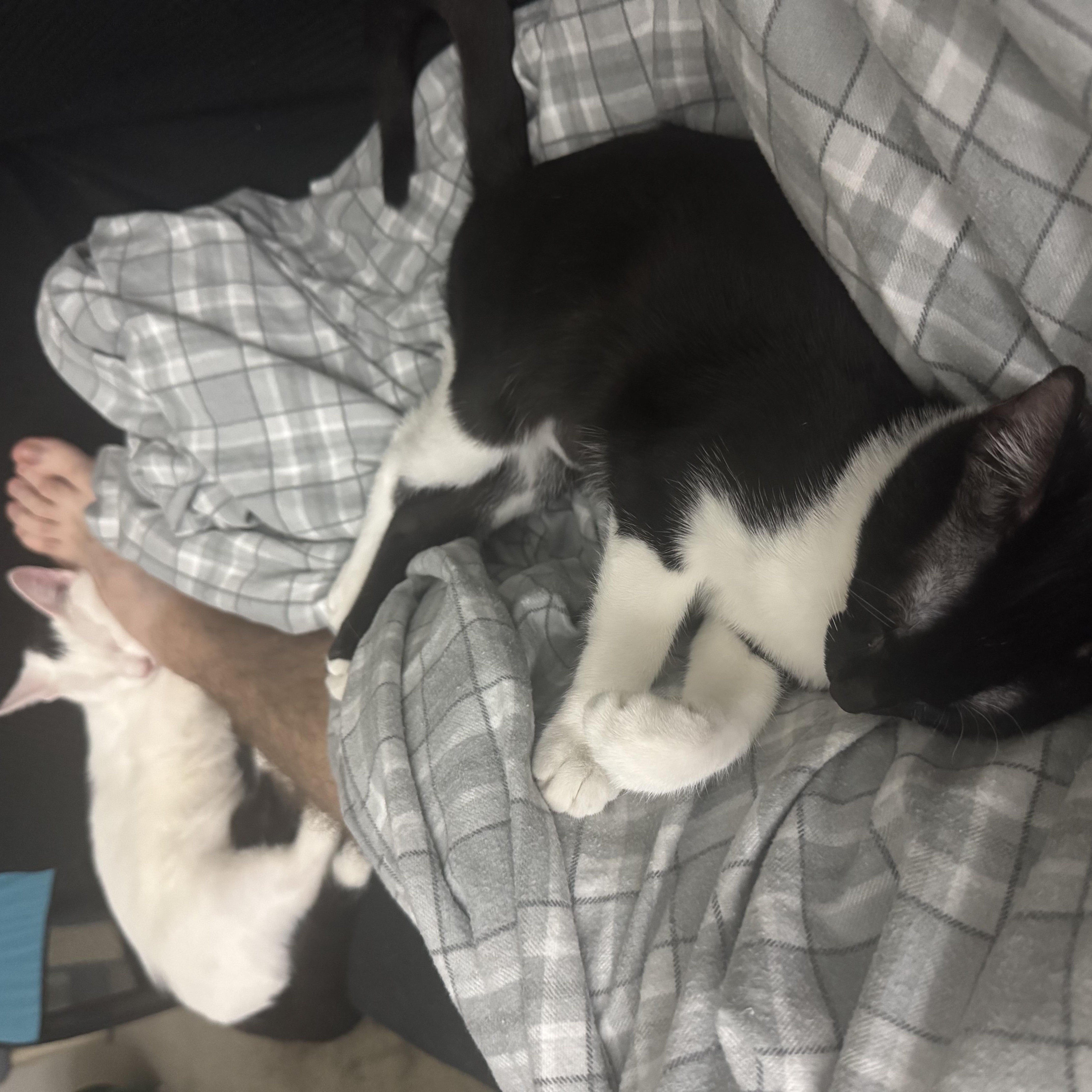 Enlarge Bandit & Scoundrel, a Adoptable Domestic Short Hair in Cleveland, OH image 2/6