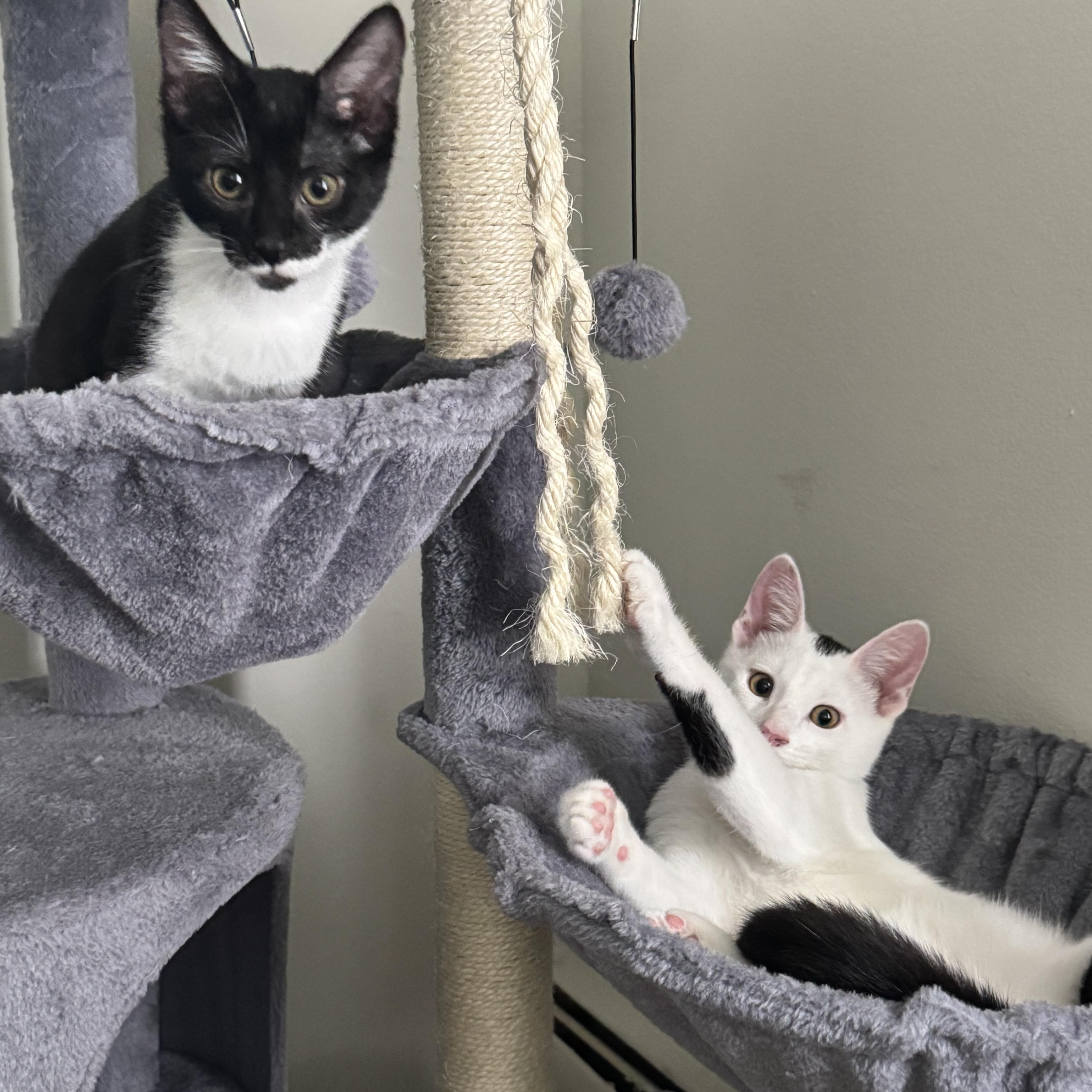 Enlarge Bandit & Scoundrel, a Adoptable Domestic Short Hair in Cleveland, OH image 1/6