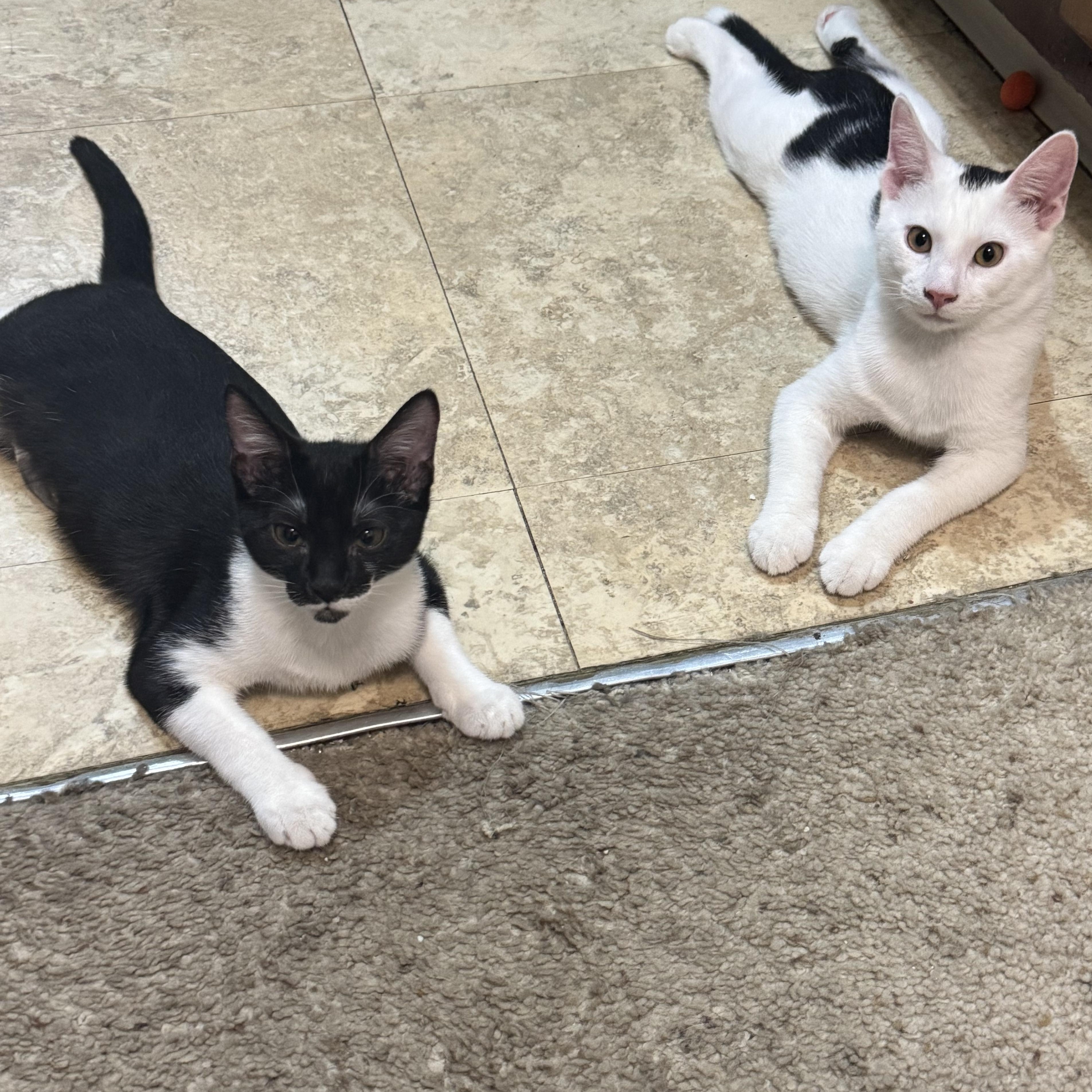 Enlarge Bandit & Scoundrel, a Adoptable Domestic Short Hair in Cleveland, OH image 3/6