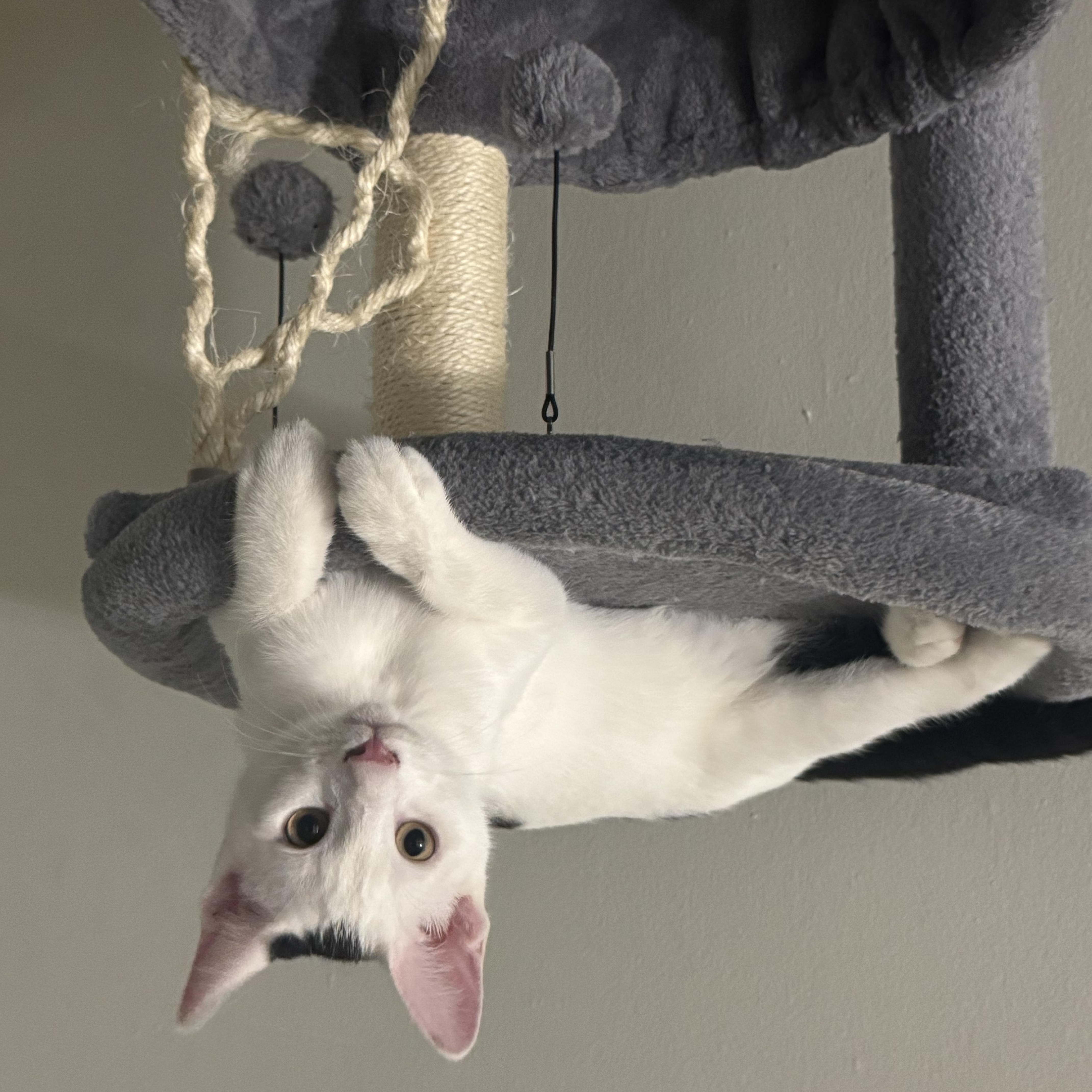 Enlarge Bandit & Scoundrel, a Adoptable Domestic Short Hair in Cleveland, OH image 4/6