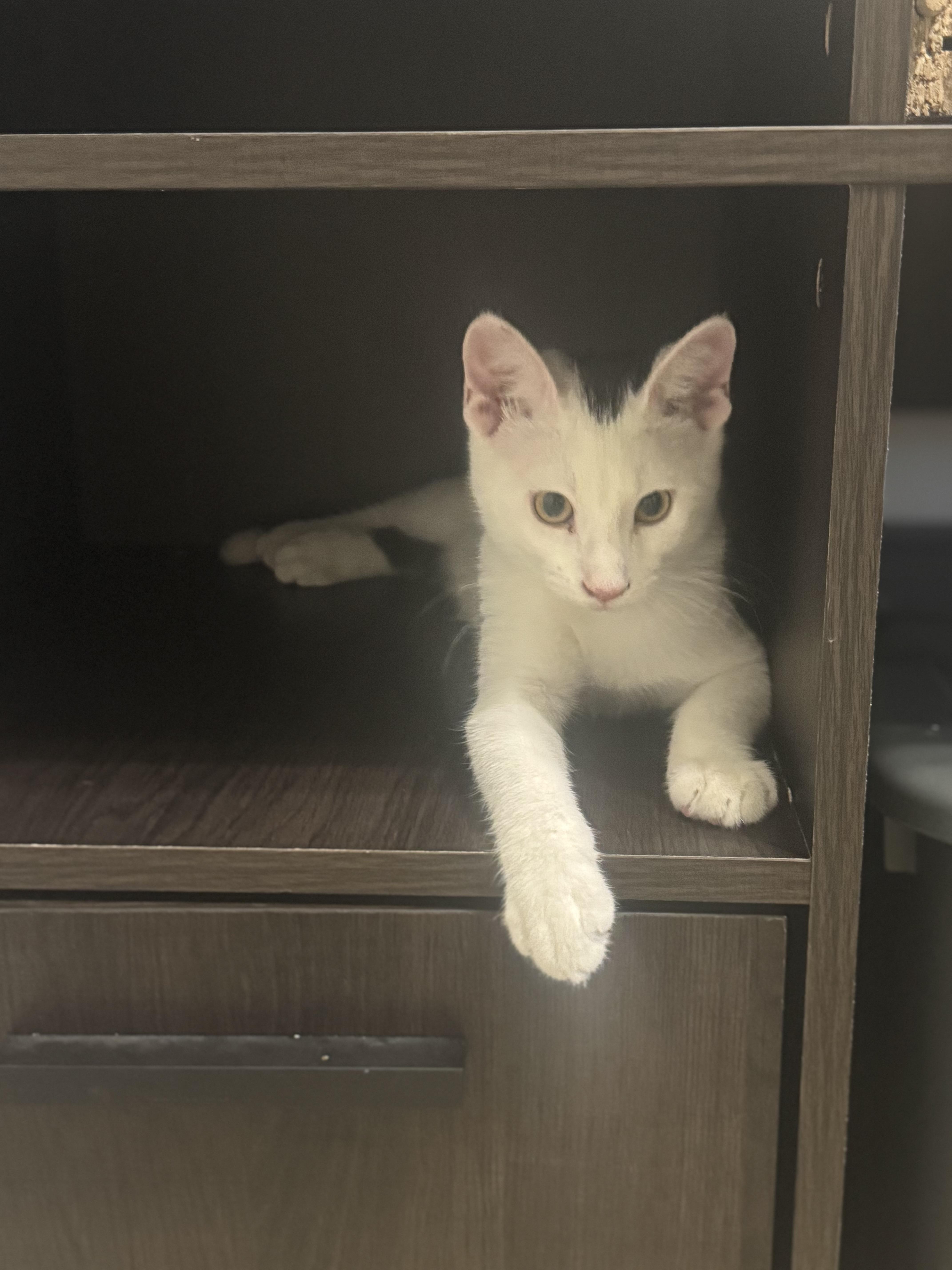 Enlarge Bandit & Scoundrel, a Adoptable Domestic Short Hair in Cleveland, OH image 5/6