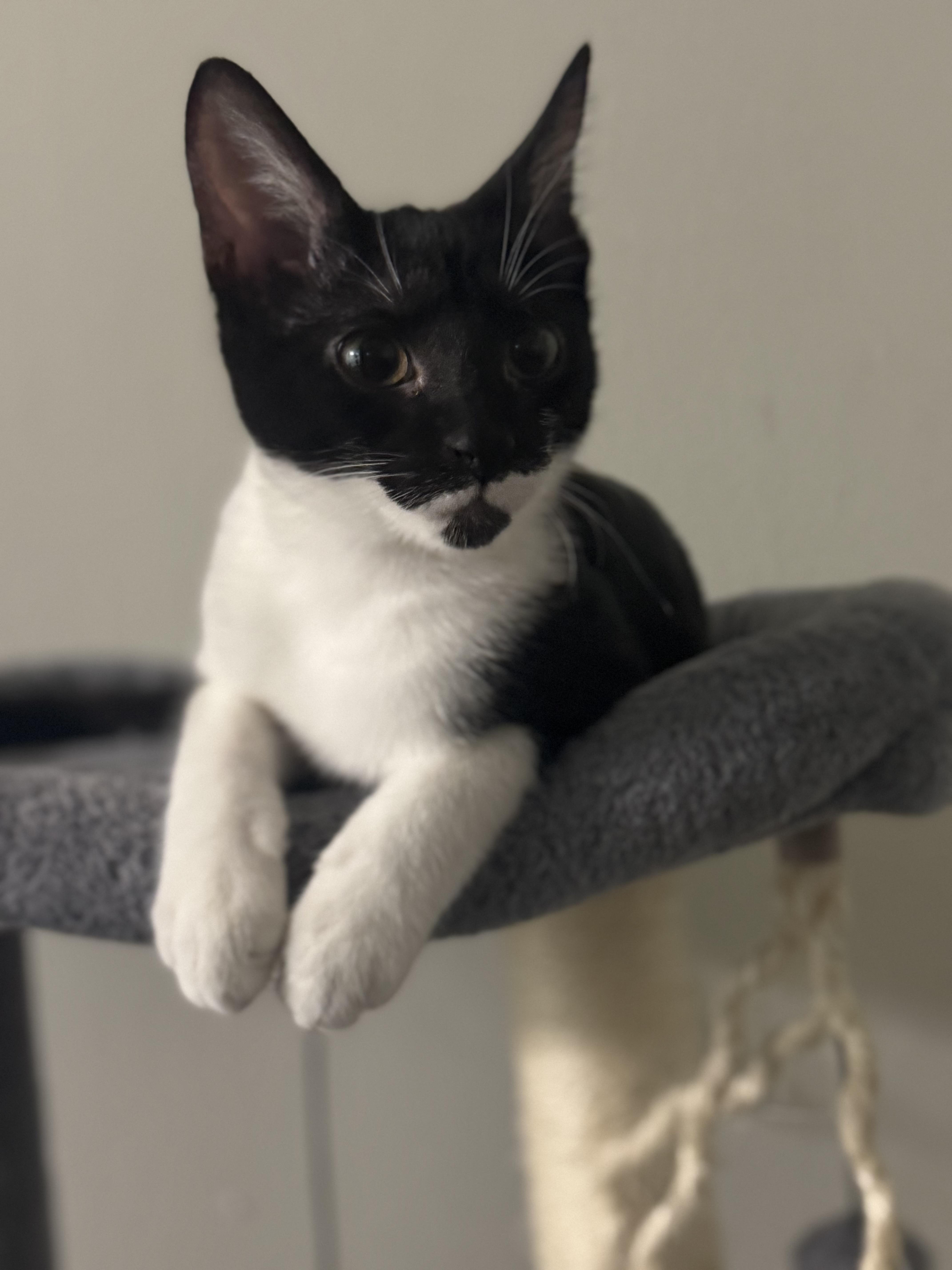 Enlarge Bandit & Scoundrel, a Adoptable Domestic Short Hair in Cleveland, OH image 6/6