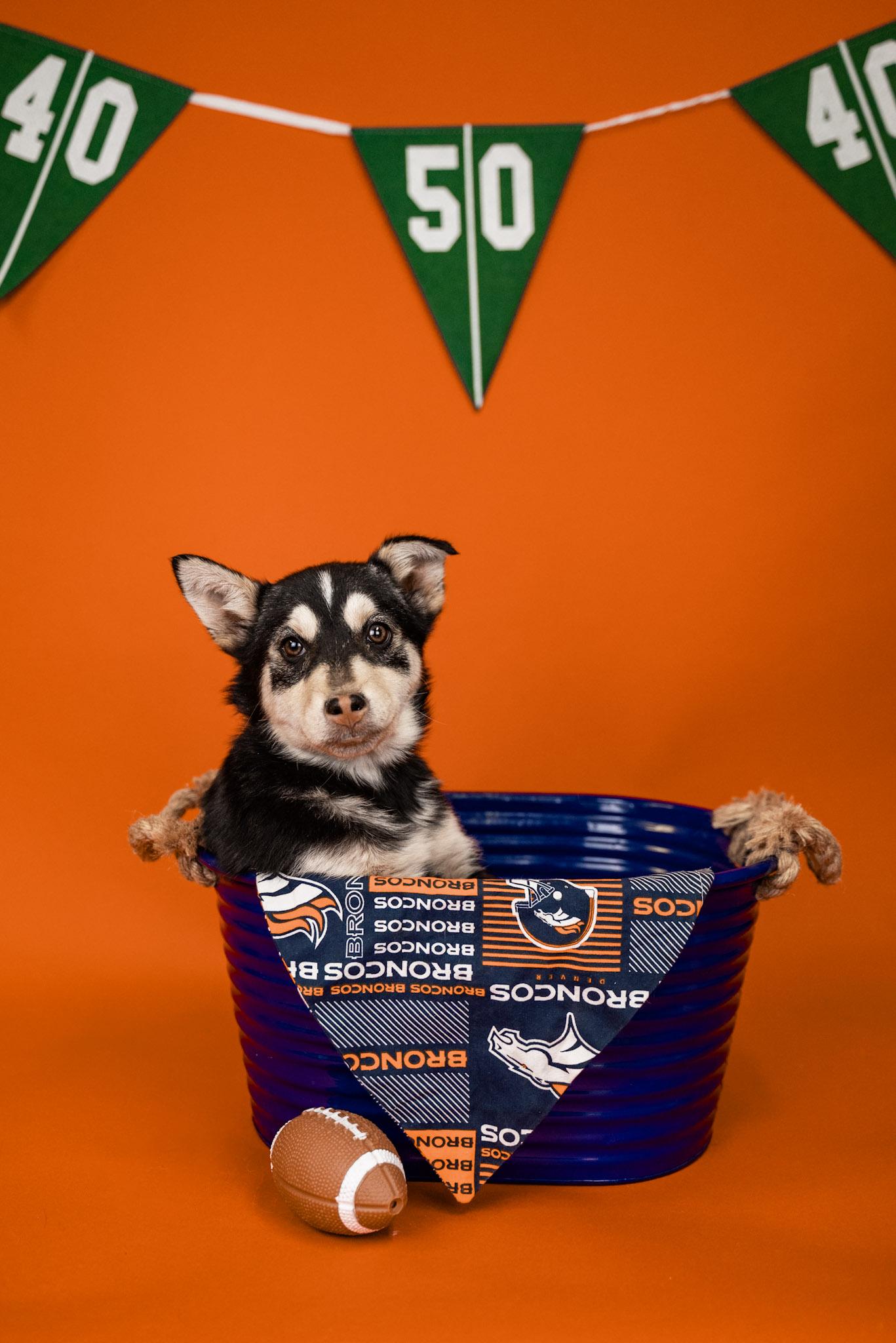 #39-26, Adoptable, Young Female Husky.