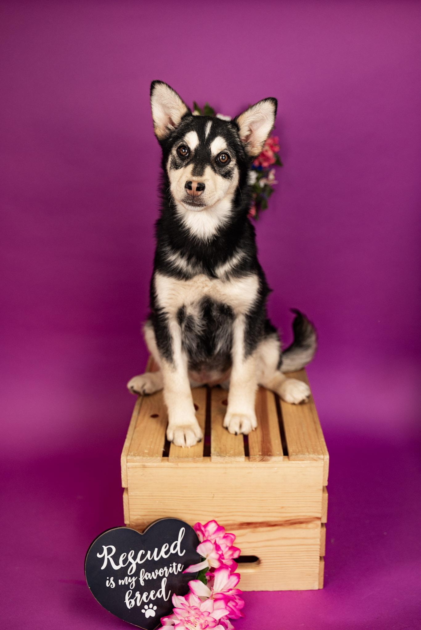 Enlarge #39-26, a Adoptable mixed breed in Brighton, CO image 2/2