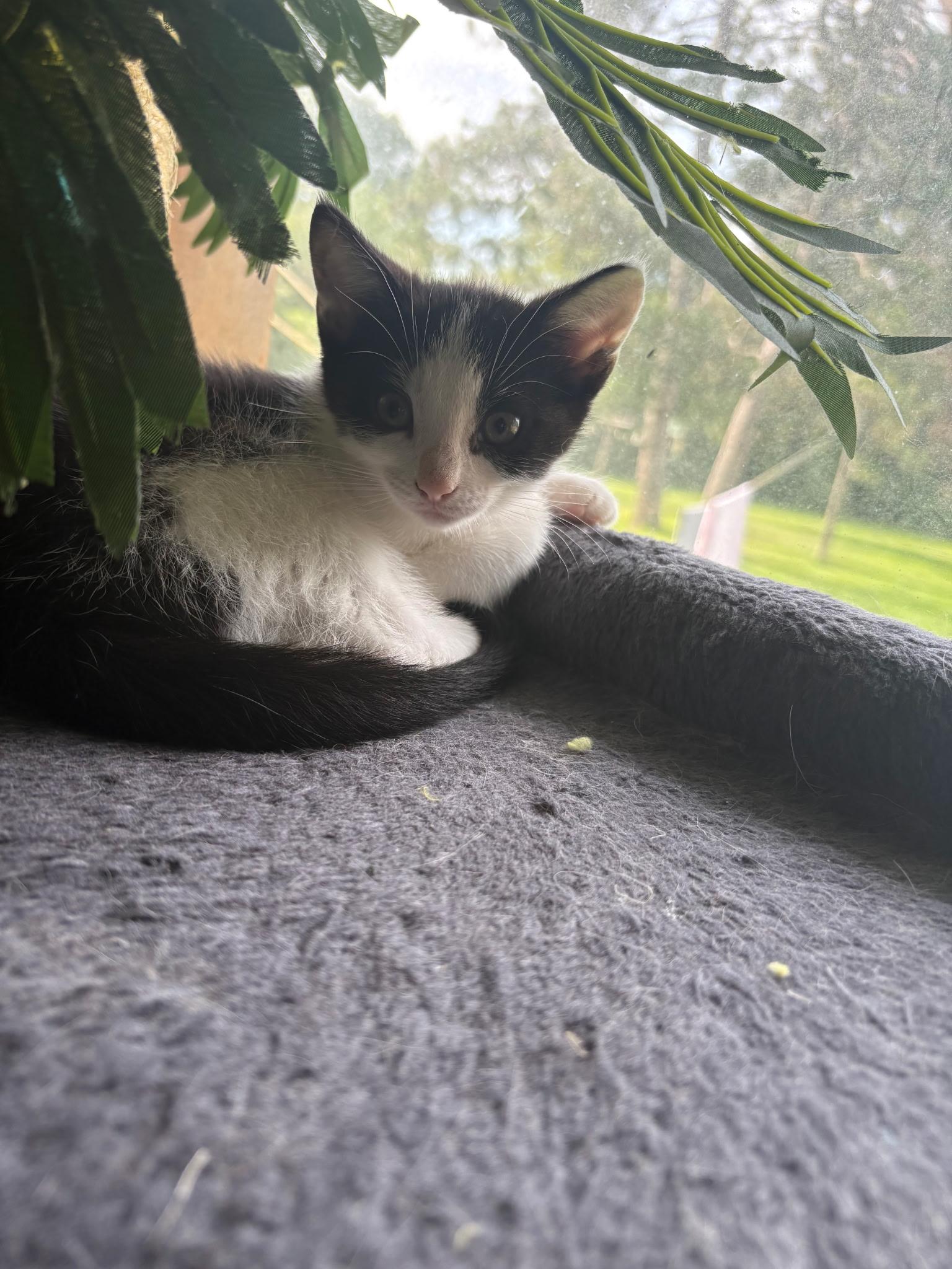 Enlarge Bowtie, an adopted Domestic Short Hair in Everett, ON image 1/1