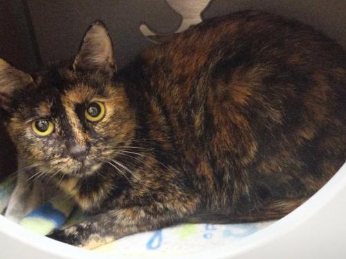 Bobbi Jean, Adoptable, Adult Female Tortoiseshell.