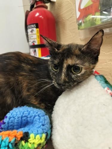Bobbi Jean, Adoptable, Adult Female Tortoiseshell.