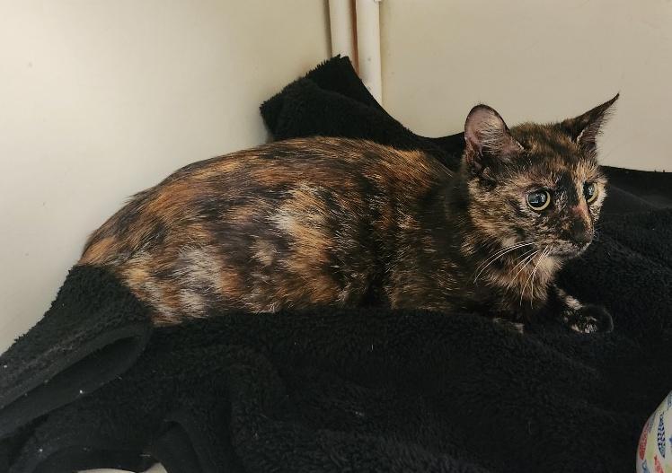 Bobbi Jean, a Adoptable Tortoiseshell in Parlier, CA image 3/6