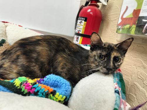 Enlarge Bobbi Jean, a Adoptable Tortoiseshell in Parlier, CA image 4/6