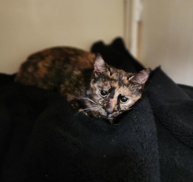 Enlarge Bobbi Jean, a Adoptable Tortoiseshell in Parlier, CA image 4/4