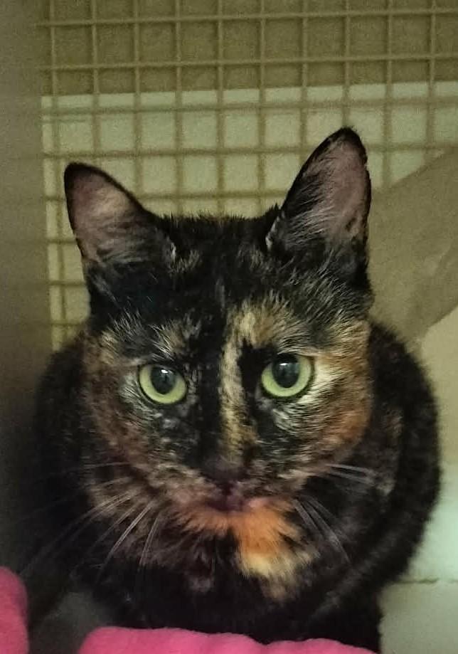 Enlarge Bobbi Jean, a Adoptable Tortoiseshell in Parlier, CA image 6/6