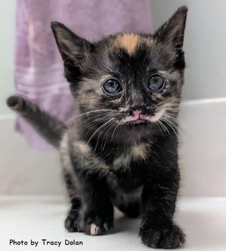 Aurora, Adopted, Kitten Female Tortoiseshell & Domestic Short Hair.