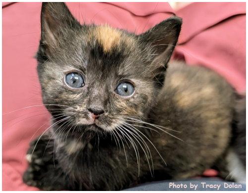 Enlarge Aurora, a Adopted mixed breed in Oak Ridge, TN image 2/3