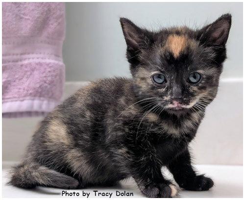 Enlarge Aurora, a Adopted mixed breed in Oak Ridge, TN image 3/3
