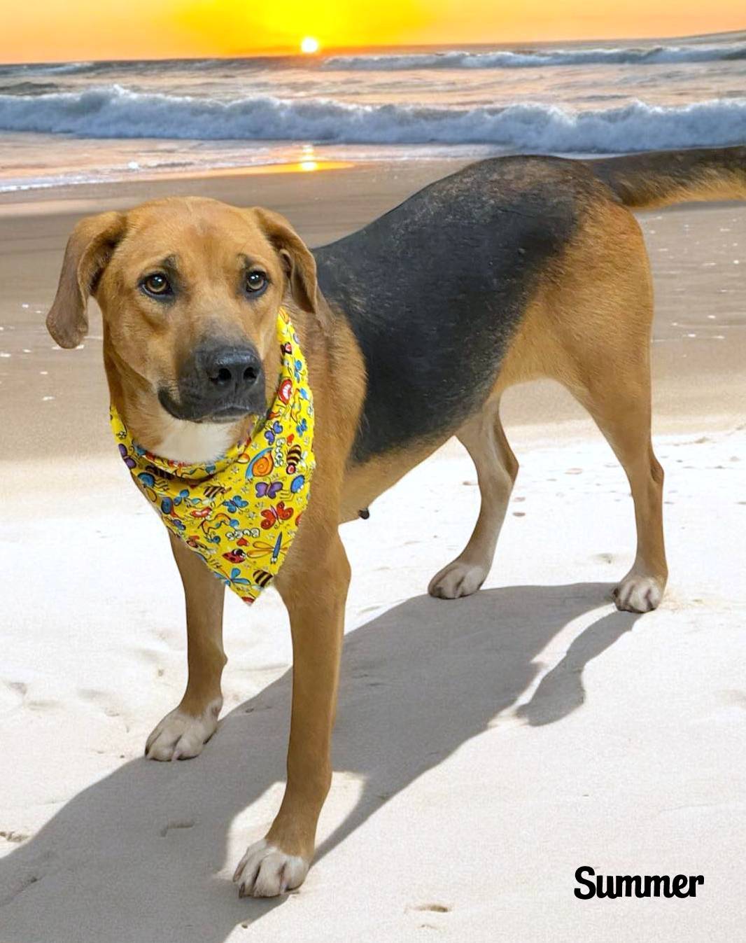 SUMMER, Adoptable, Adult Female German Shepherd Dog.