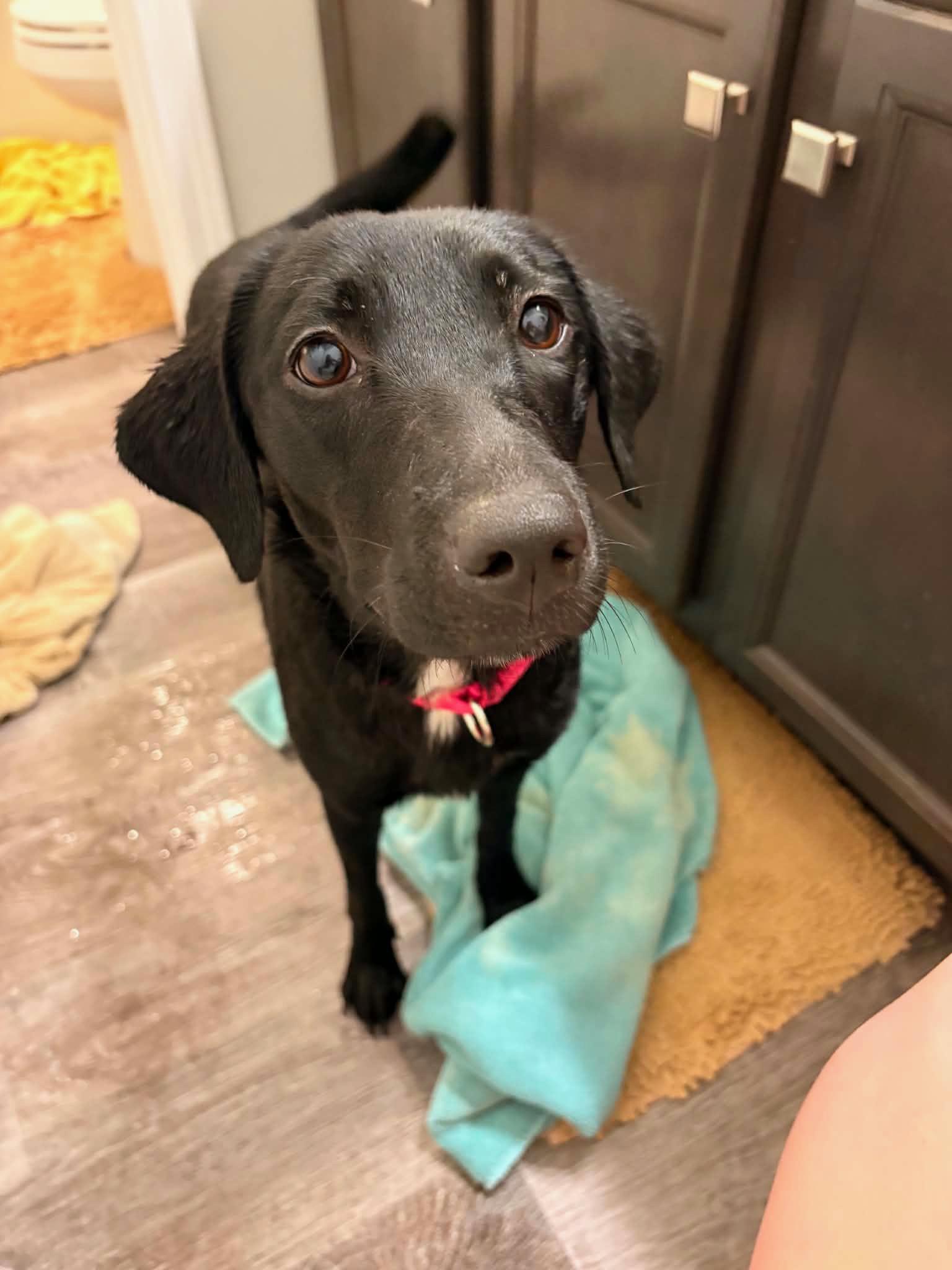 Livvy - Foster or Adopt, adopted, Young Female Labrador Retriever.