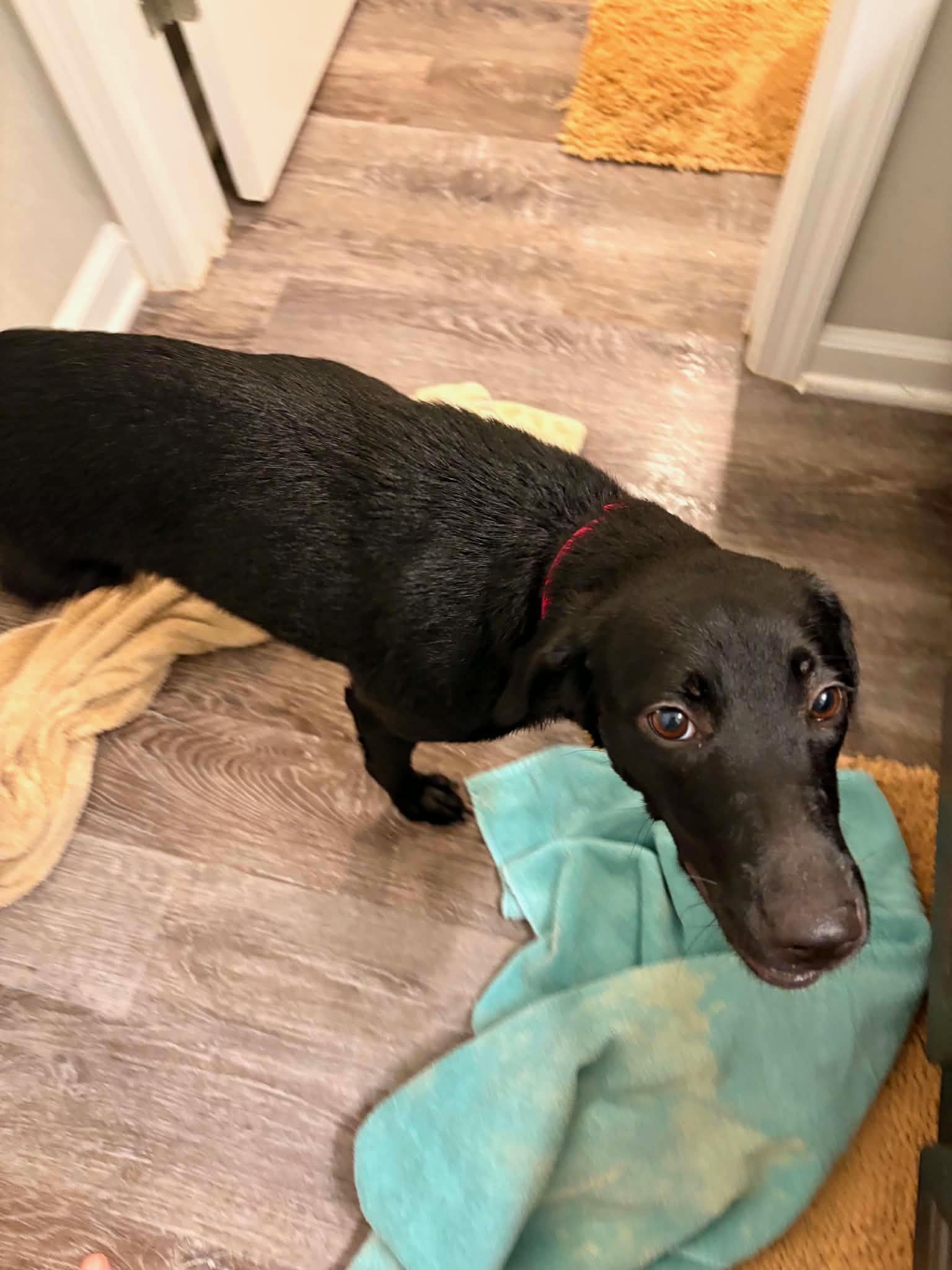 Enlarge Livvy - Foster or Adopt, an adopted mixed breed in Mashpee, MA image 2/2