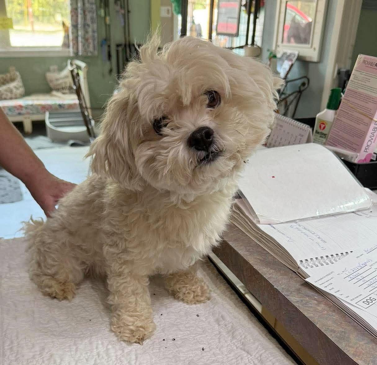 Enlarge Heinrich (NOT YET AVAILABLE), a Adoptable Bichon Frise in Benton, LA image 1/1