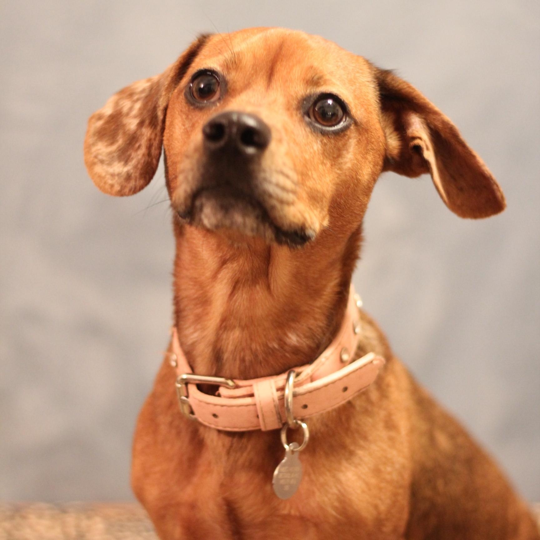 Enlarge Muffin, a Adoptable Chiweenie in Yukon, OK image 2/4